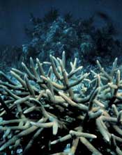 Staghorn Coral (Acropora cervicornis). Photo courtesy of NOAA's Florida Keys National Marine Sanctuary