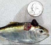 Tumor found on Menhaden fish