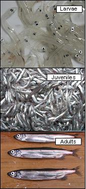 life stages of capelin