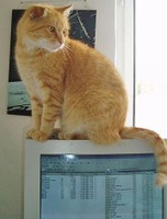 Computer Cat