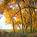 Fall on the Rio Grande Bosque (1)