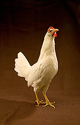 Photo: Chicken. Link to photo information