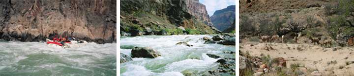 Colorado River Collage, 1 picture of a herd of rams, 1 picture of the river, and 1 picture of a USGS boat rafting down the river