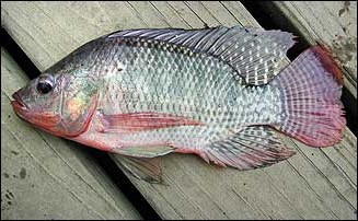 Image of Nile tilapia (Oreochromis niloticus)