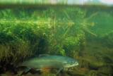 Atlantic salmon. Photo credit: Duane Raver, courtesy of USFWS Digital Library System 