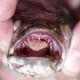 Northern snakehead (Channa argus). Photo credit: USGS Florida Integrated Science Center Photo Library