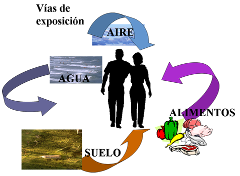 Diagrama general de las rutas de exposición