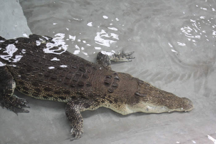 Saltwater Crocodile