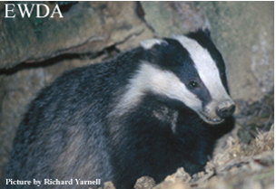 Badger