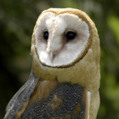 CVM RAPTOR Snow Owl