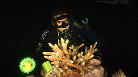 Courtesy of SCUBAnauts International Tampa Bay ChapterTony Wyatt, 16, and other SCUBAnauts observed transplanted staghorn coral in the Florida Keys during a trip Aug. 7-11.