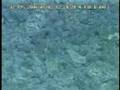 Submarine Ring of Fire 2006: Sulfur Cauldron Tonguefish