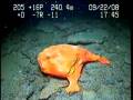 Lophelia II 2008: Extraordinary Redeye Gaper Gulf of Mexico Deepwater