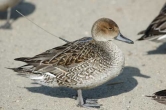 A female Northern Pintail marked with a solar-powered satellite transmitter.
