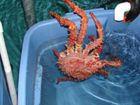 [Golden King crab female with newly hatched larvae, thgkc_hatching.jpg]