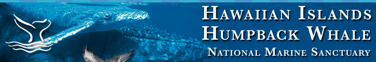 mother and calf humpback whale website banner