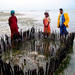 Farming Shellfish in Zanzibar