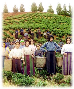 Harvesting Tea