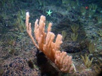 brittle star photo