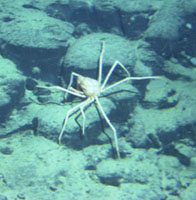 spider crab photo