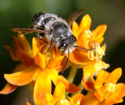 A leafcutting bee pollinates butterfly weed.