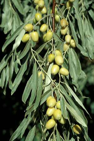 Russian Olive