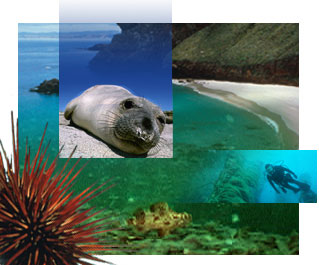 photo- collage of marine life