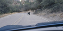 Black bear on the Basin Road