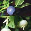 Bilberry