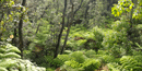 Rainforest at Nahuku (Thurston Lava Tube)