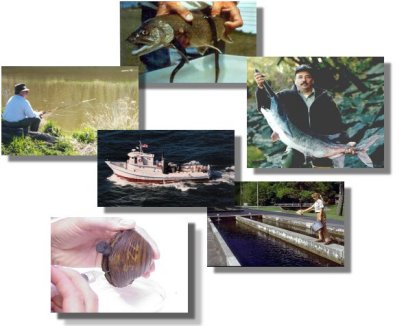 Fishery collage