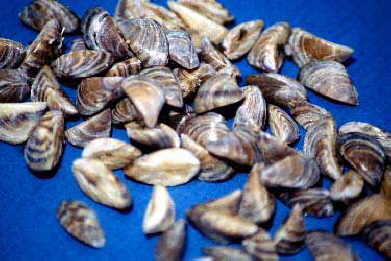 image of zebra mussels (Dreissena polymorpha) 