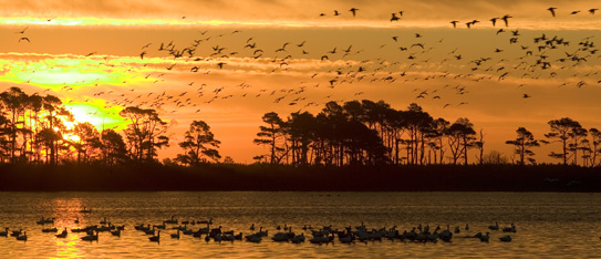 Geese at Chincoteague NWR- Steve Hillebrand/USFWS