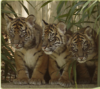 three Sumatran tiger cubs