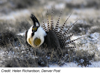 Gunnison sage-grouse