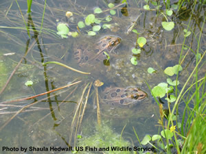 Northern Leopard Frog