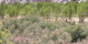 Photo of Tamarisk on 6/14/04.  Notice how the pink flowering blooms on the Tamarisk make it stand out from the predominantly green trees in the background and green plants in the foreground to the left.