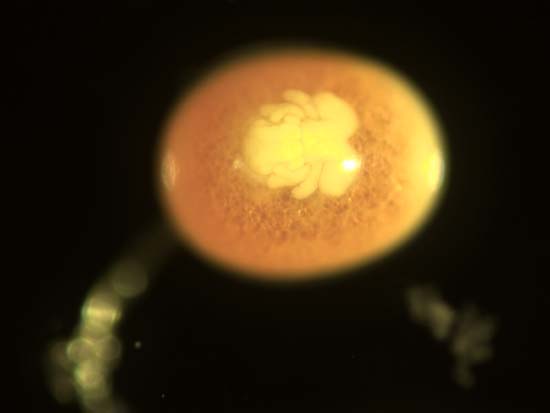[blue king crab embryo separated from yolk, bkc_d157.jpg=20KB]