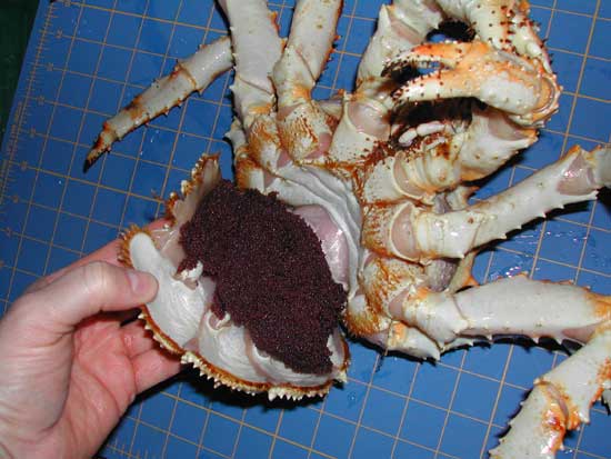[view of female blue king crab with developing eggs, bkceggs.jpg=36KB]