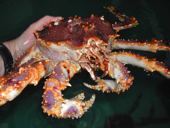 [frontal view of blue king crab, bkcfrontal.jpg=29KB]