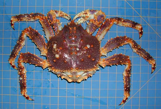 [Blue King Crab, Paralighodes platypus, bkc1.jpg=38KB]