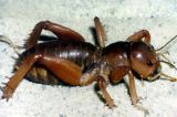 Image of Mahogany Jerusalem Cricket