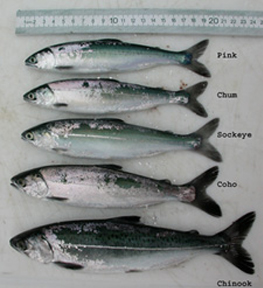 Juvenile Pacific salmon sampled in late summer in Icy Strait, Southeast Alaska