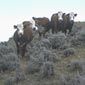Livestock in sagebrush rangeland in Wyoming.