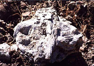 Tremolite Asbestos