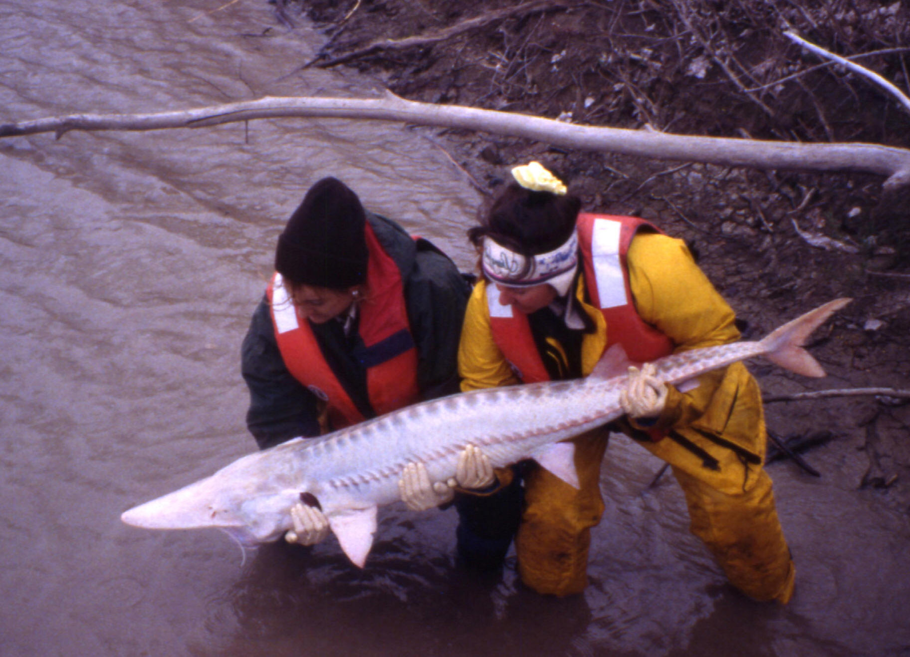 Pallid Sturgeon, Scaphirhynchus albus being released (Forbes and Richardson)