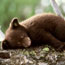 Black bear cub.