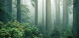 foggy coast redwood forest