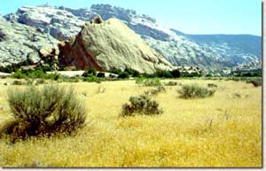 Photograph of Cheatgrass at Dinosaur National Monument