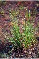 View a larger version of this image and Profile page for Andropogon virginicus L.